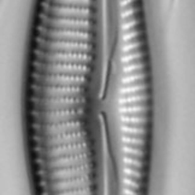 Encyonema neomesianum 07062021 SRS1d EC3 Fig3