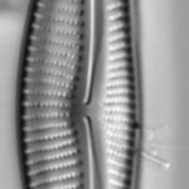 Encyonema neomesianum 07062021 SRS1d EC3 Fig4