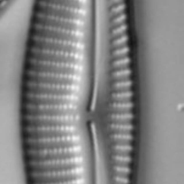 Encyonema neomesianum ever1 07062021 SRS1d EC3 Fig5