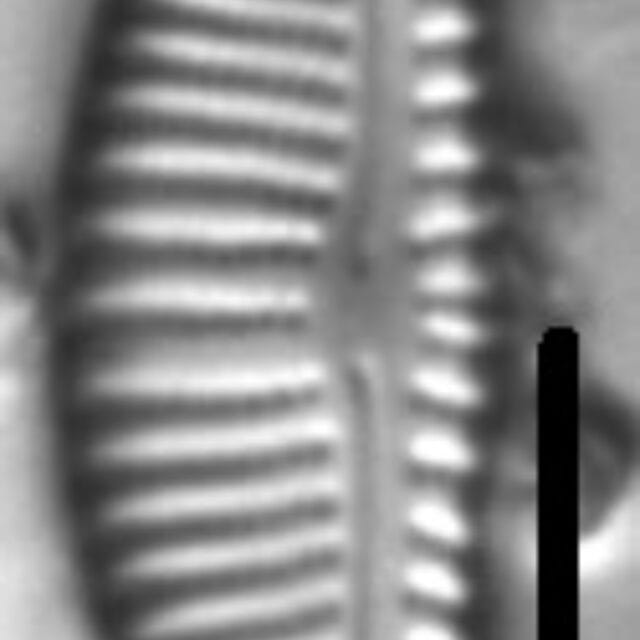 Encyonema pentoniae LM4