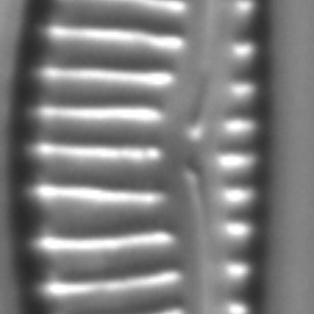 Encyonema procerum LM2