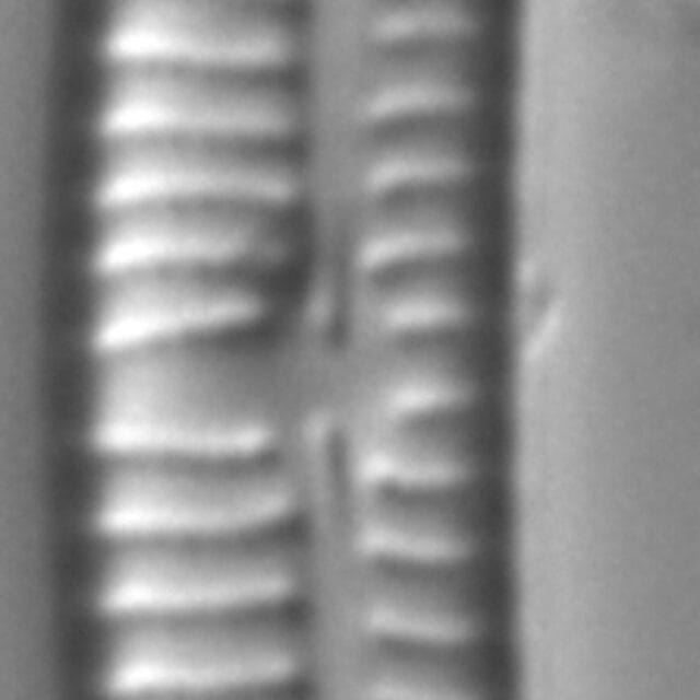 Encyonema sibericum LM6