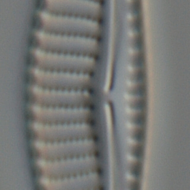 Encyonema silesiacum var elegans_FIU_CERP204853119_05b