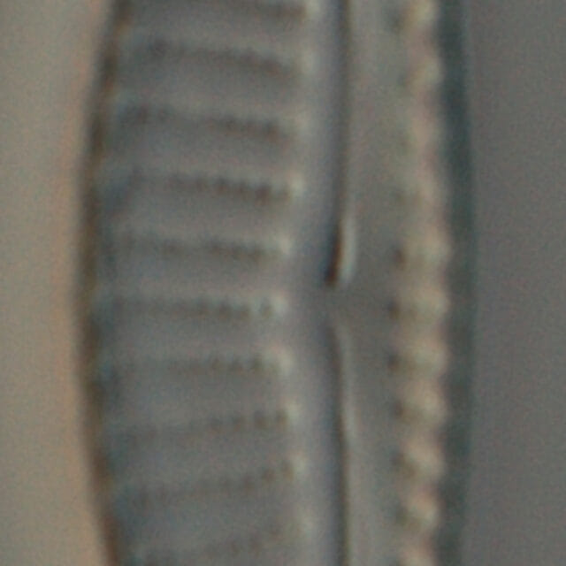 Encyonema silesiacum var elegans_FIU_CERP204853119_06b