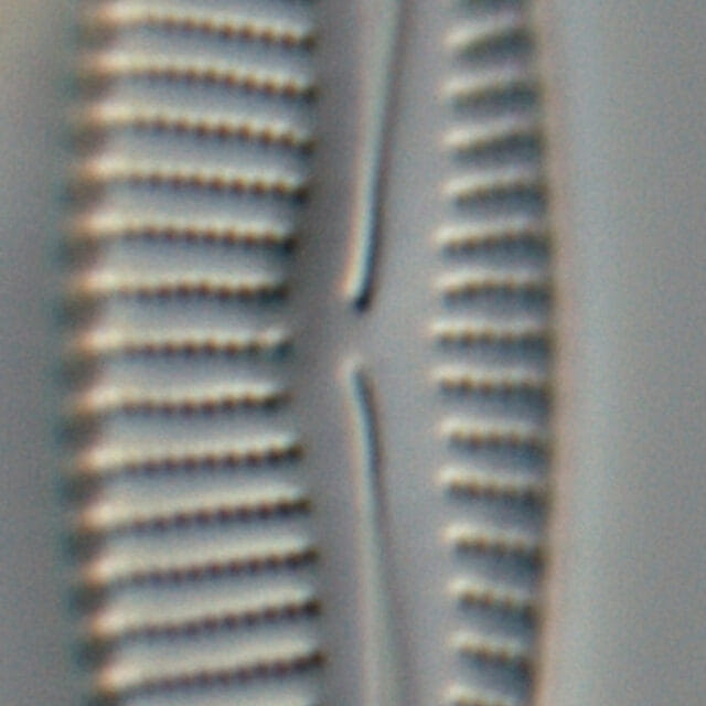 Encyonema silesiacum var elegans FIU CERP 204 853 1 19 07