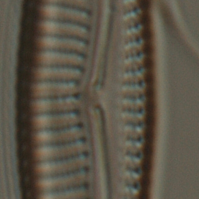 Encyonema silesiacum var elegans_FIU_CERP_204_853_1_19_08