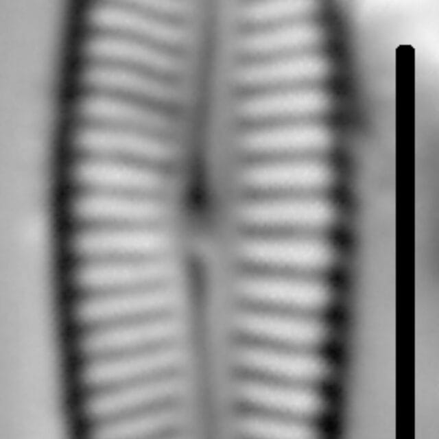 Encyonemopsis Microcephala 004