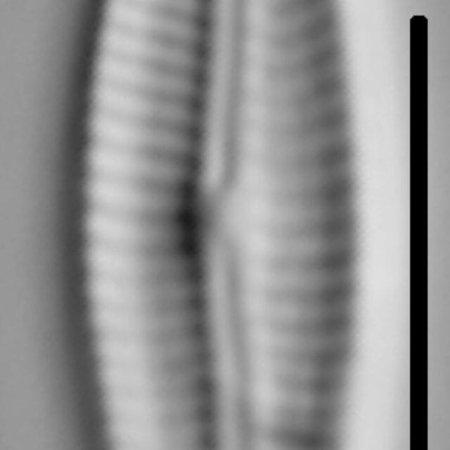 Encyonemopsis Microcephala 006