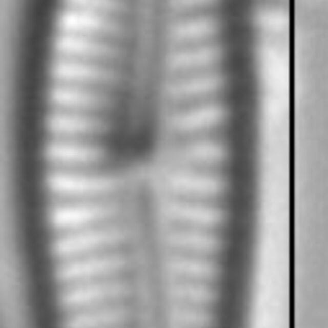 Encyonopsis Alpina 7