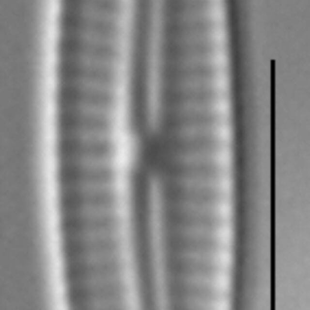 Encyonopsis Anaconda6