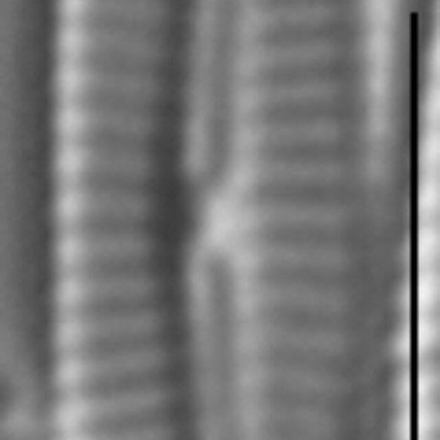 Encyonopsis Anaconda7