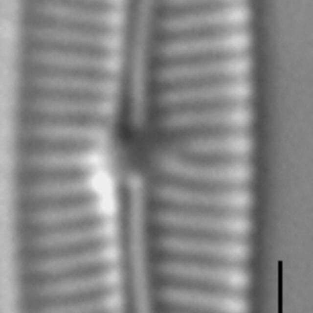 Encyonopsis Czarneckii 7