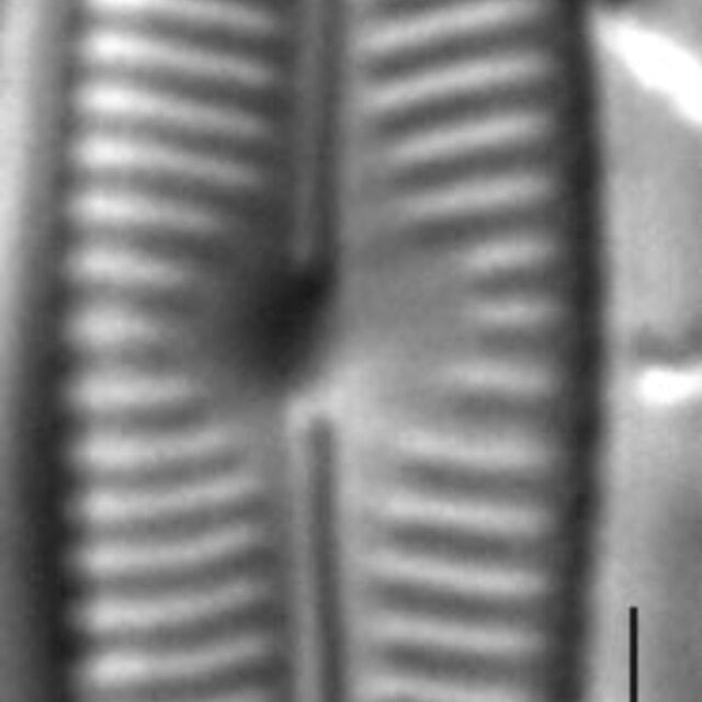 Encyonopsis Descripta1