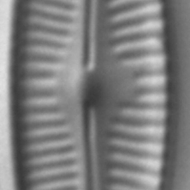 Encyonopsis Descripta 3