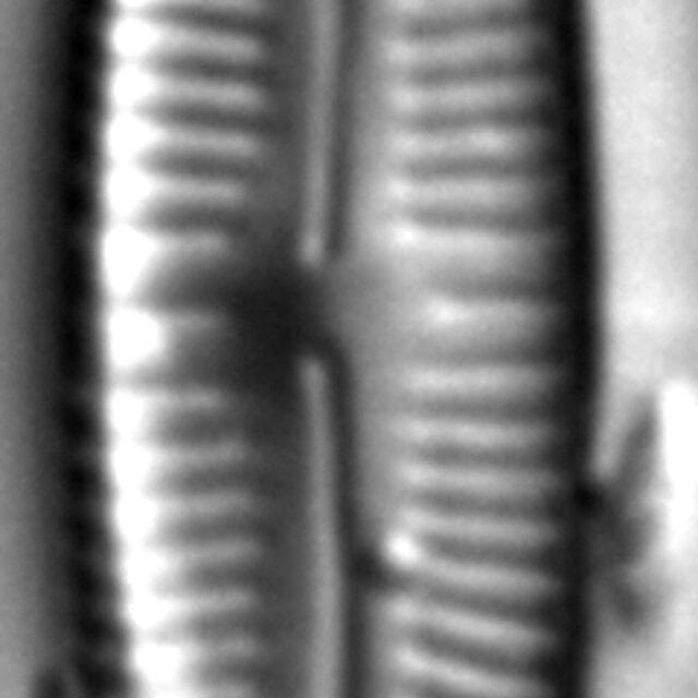 Encyonopsisaequaliformis1