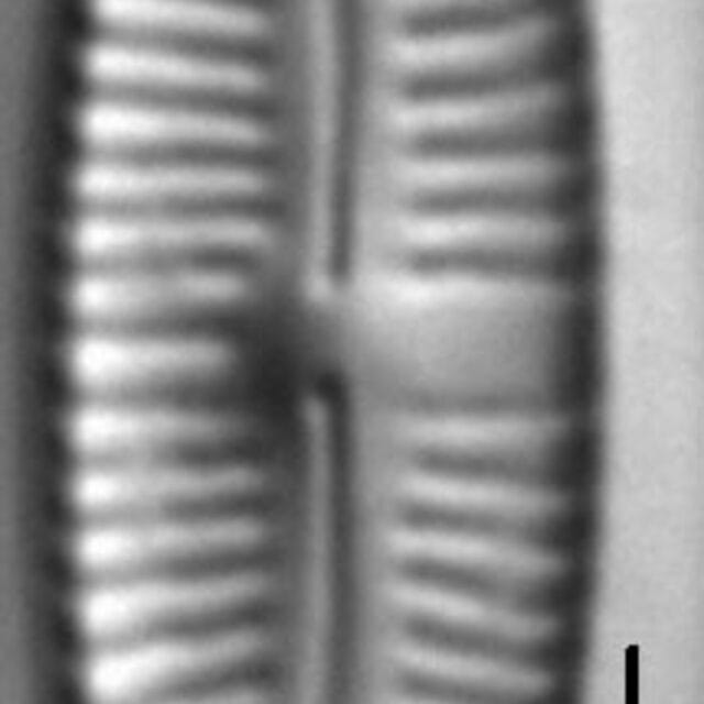 Encyonopsisaequalis 4