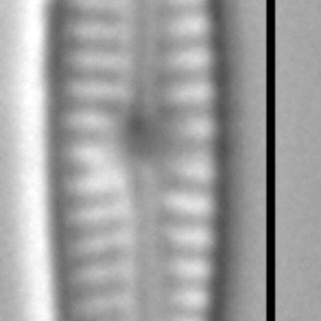 Encyonopsisnellieae3