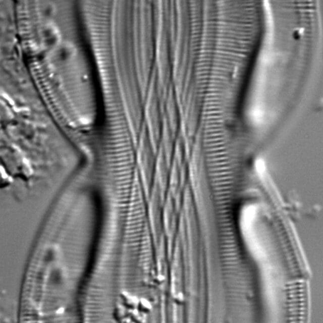 Entomoneis paludosa LM4