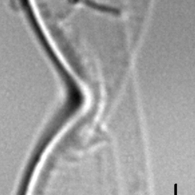 Entomoneis punctulata LM4
