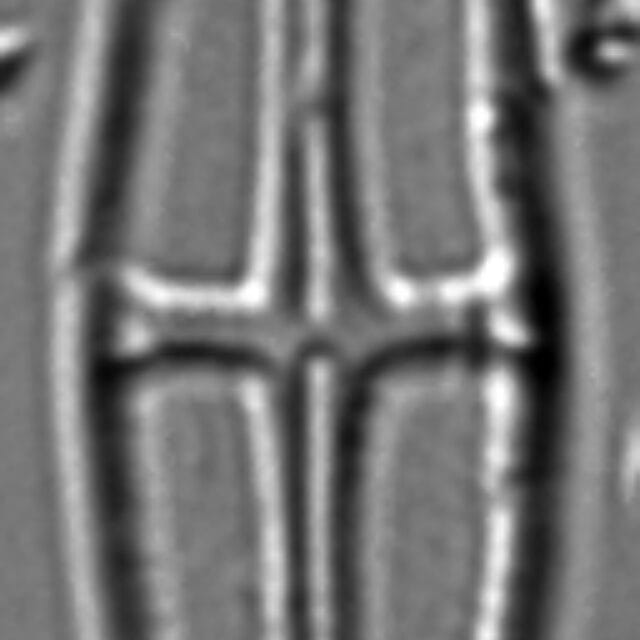 Envekadea Pachycephala 3