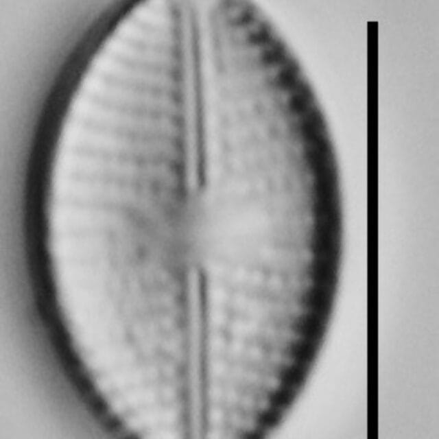 Eolimna Aboensis Mehp002 A 110817 46 C