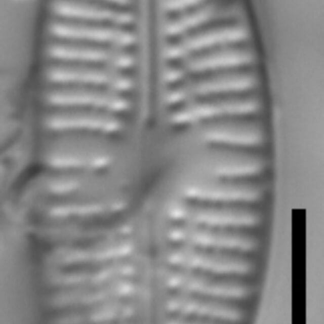 Eolimna metafarta LM1