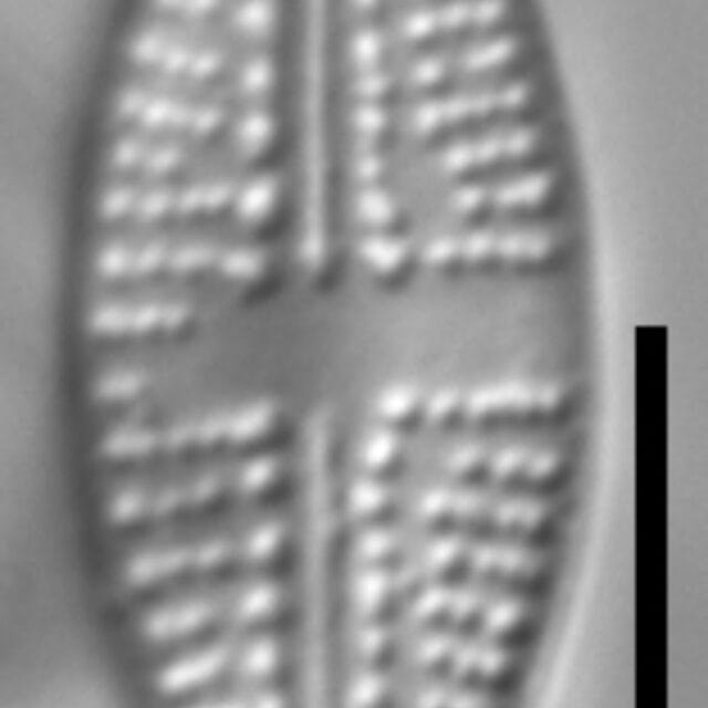 Eolimna metafarta LM2