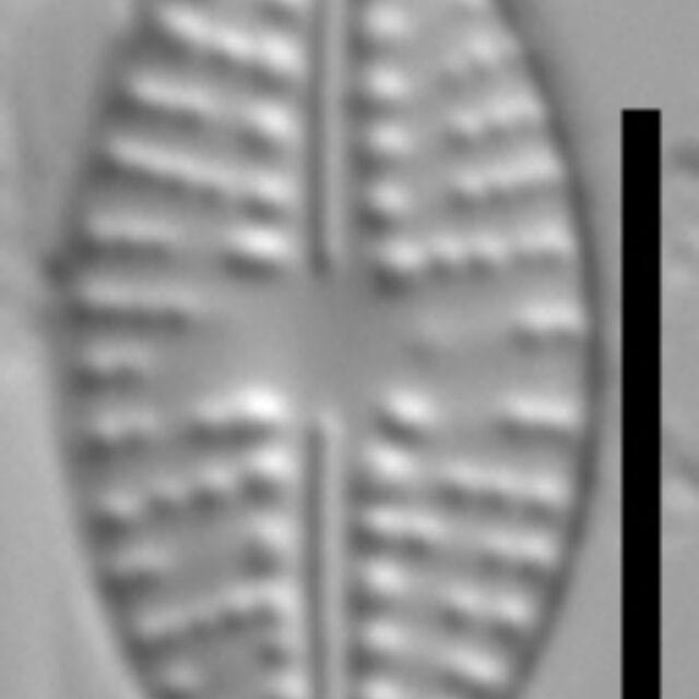 Eolimna metafarta LM3