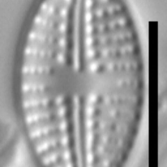 Eolimna metafarta LM4