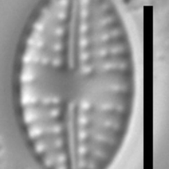 Eolimna metafarta LM6