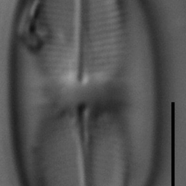Eucocconeis4Rv  Nla13  Ak03 T