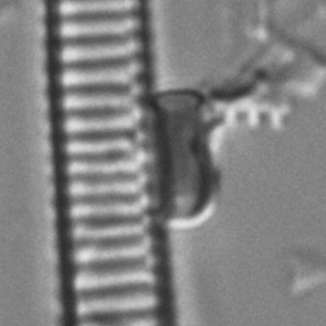 Eunotia ambivalens ANSP GC113217a 01