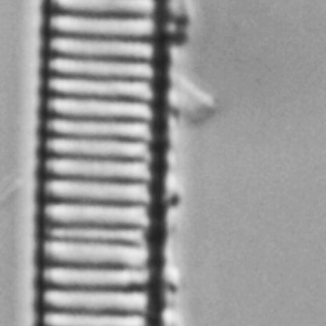 Eunotia ambivalens ANSP GC113217a 02