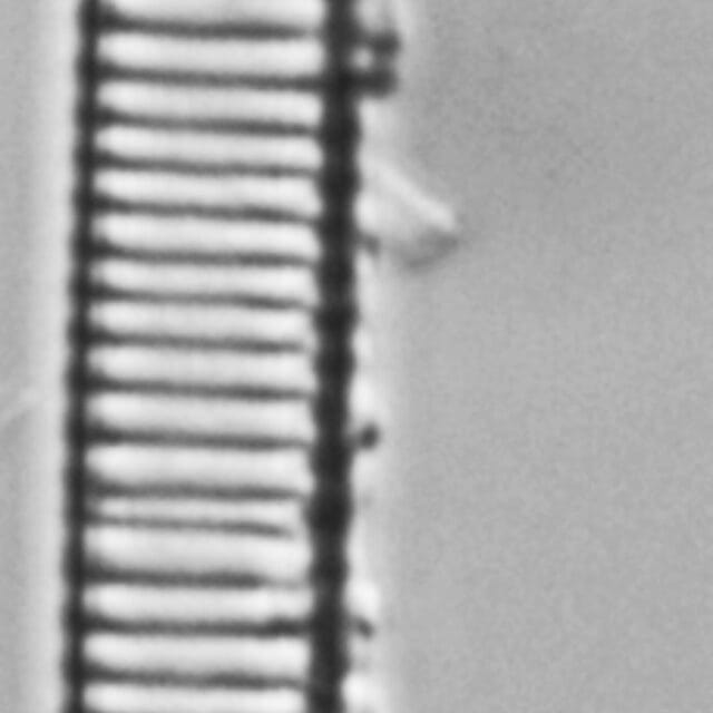 Eunotia ambivalens ANSP GC113217a 02