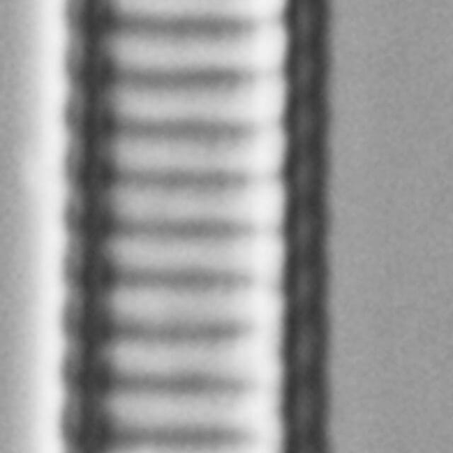 Eunotia ambivalens ANSP GC113217a 03