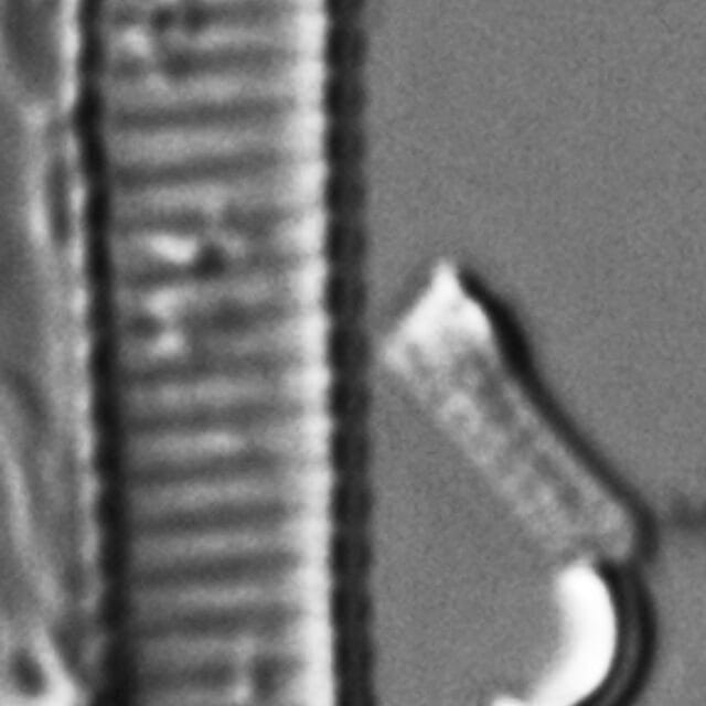 Eunotia ambivalens ANSP GC117619a 01