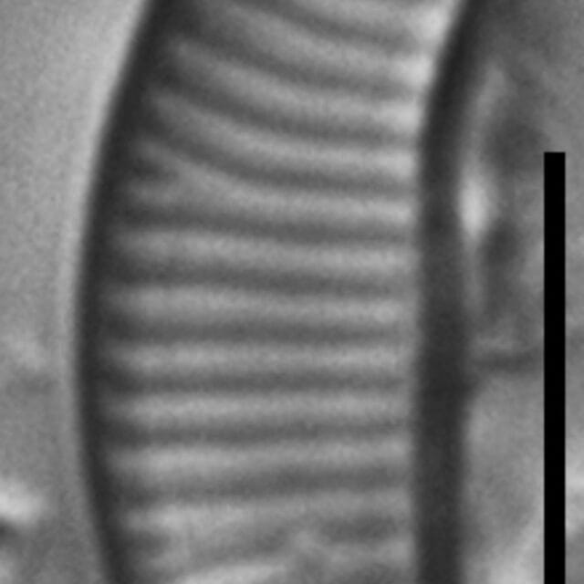 Eunotia boreotenuis LM1 GC8124 B 017