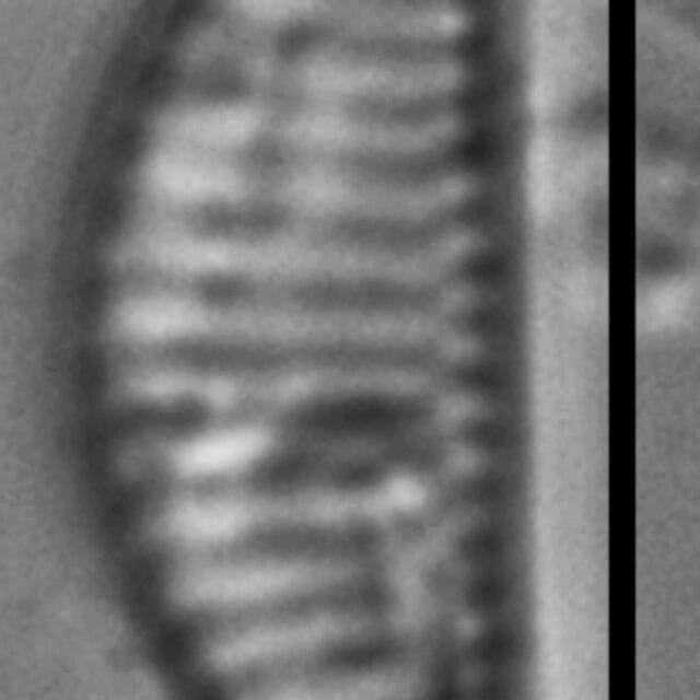 Eunotia boreotenuis LM2 GC8124 B 079