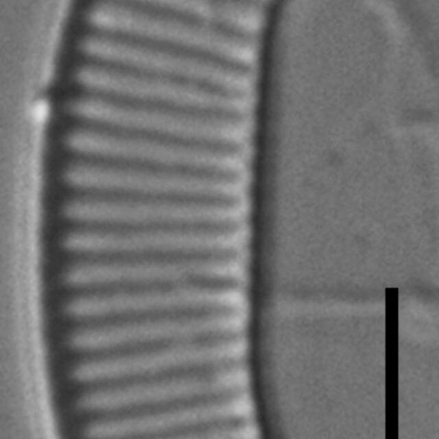 Eunotia boreotenuis LM4 GC8124 B 055