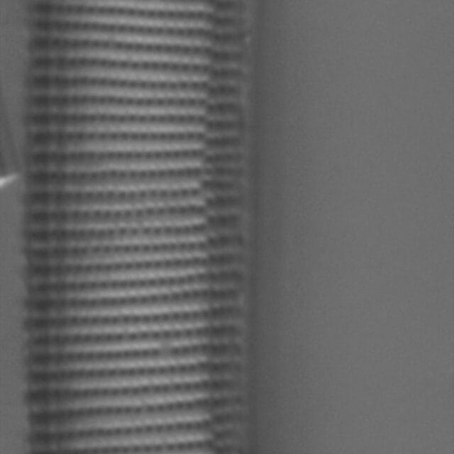 Eunotia paralleladubia LM1