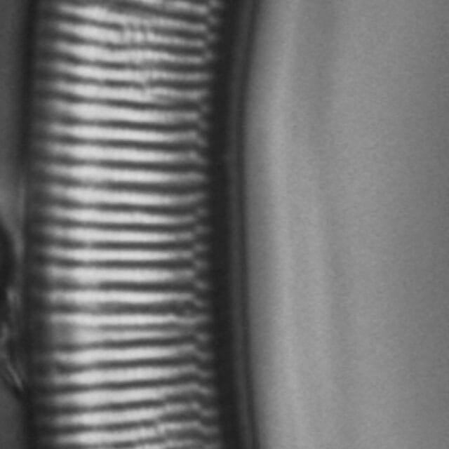 Eunotia paralleladubia LM7