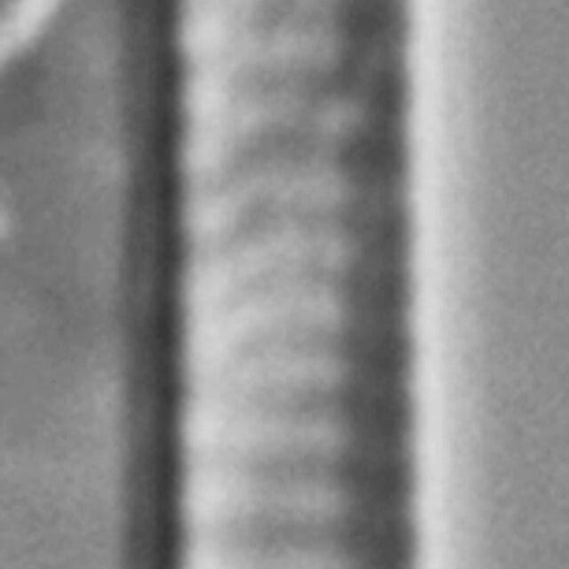 Eunotia romanowii ANSP GC112898b 01