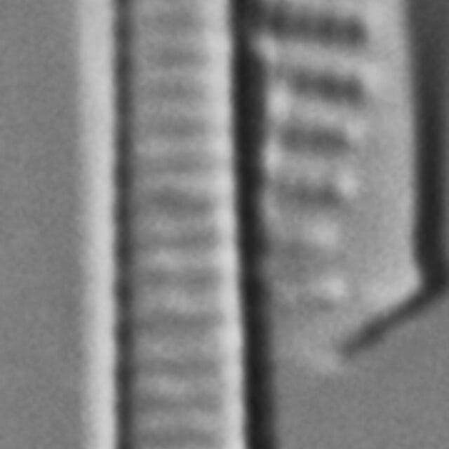 Eunotia romanowii ANSP GC115391a 01