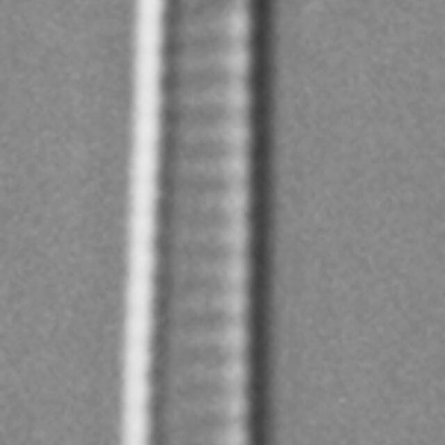 Eunotia romanowii ANSP Siver Egg Harbor0 1 03