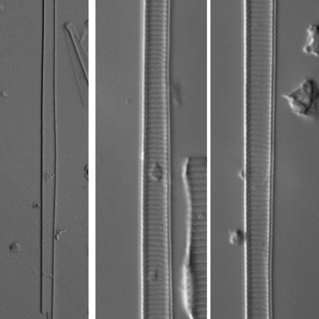 Eunotia spatulata LM5