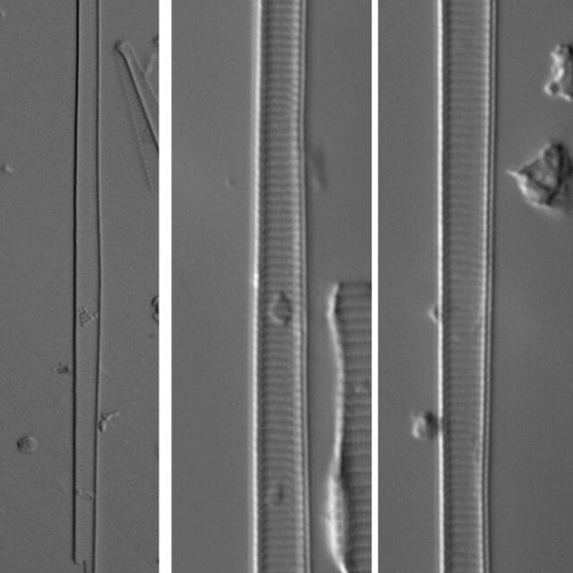 Eunotia 122 081B B 630X Ps