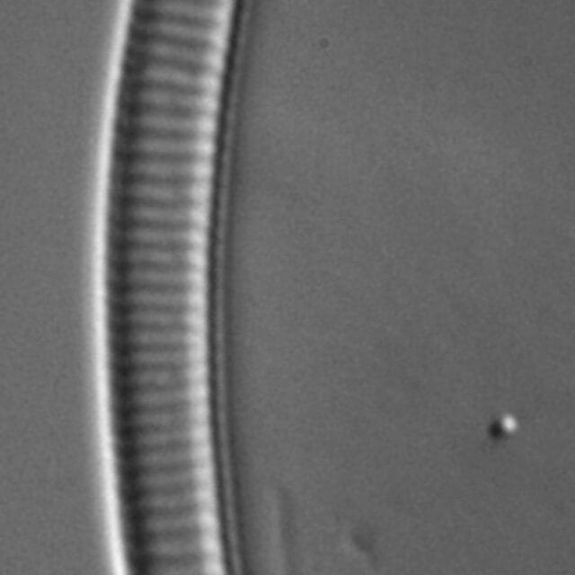 Eunotia 241 073 A 1600X Ps