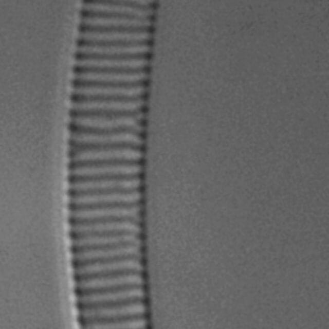 Eunotia 50 076B C 1600X Ps