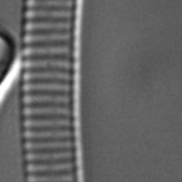 Eunotia 63 076B C  Ss