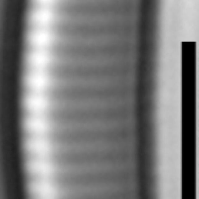 Eunotia enischna LM6